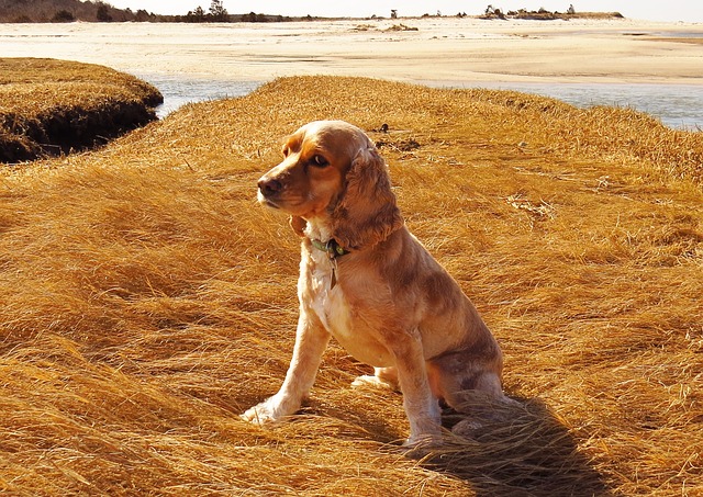 Cocker Spaniel: The Smallest Sporting Dog