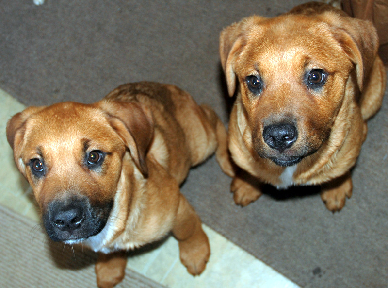 Many Web Sites Are WRONG – LOOK DEEP Into The Eyes Of Your Dog