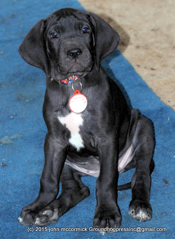 great dane pup 8 weeks old.